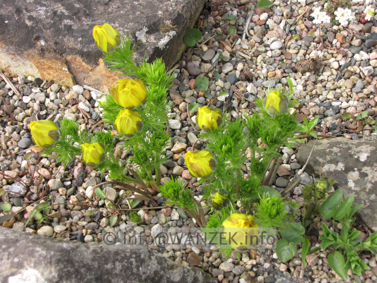 Adonis vernalis Austrieb knospig in Steingarten.JPG